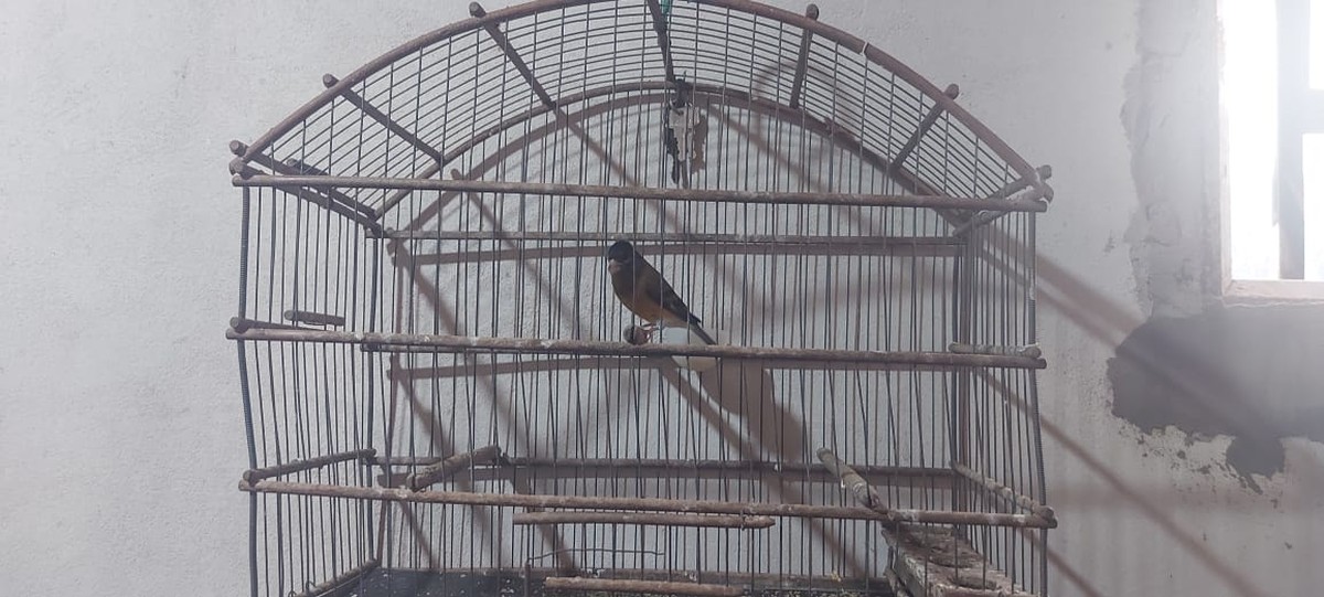 Morador recebe multa de R$ 2,2 mil por manter ave híbrida em cativeiro, em Nantes