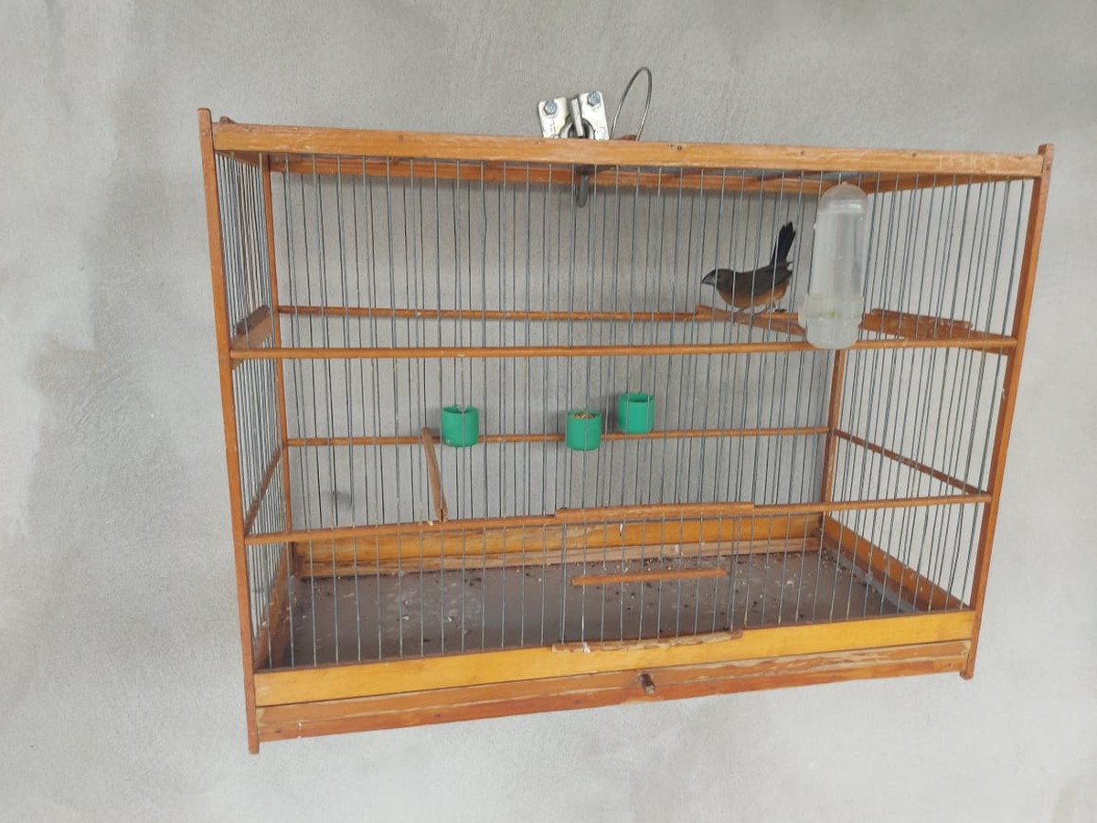 Fiscalização multa idoso por manter pássaro sem anilha em cativeiro, em Rancharia