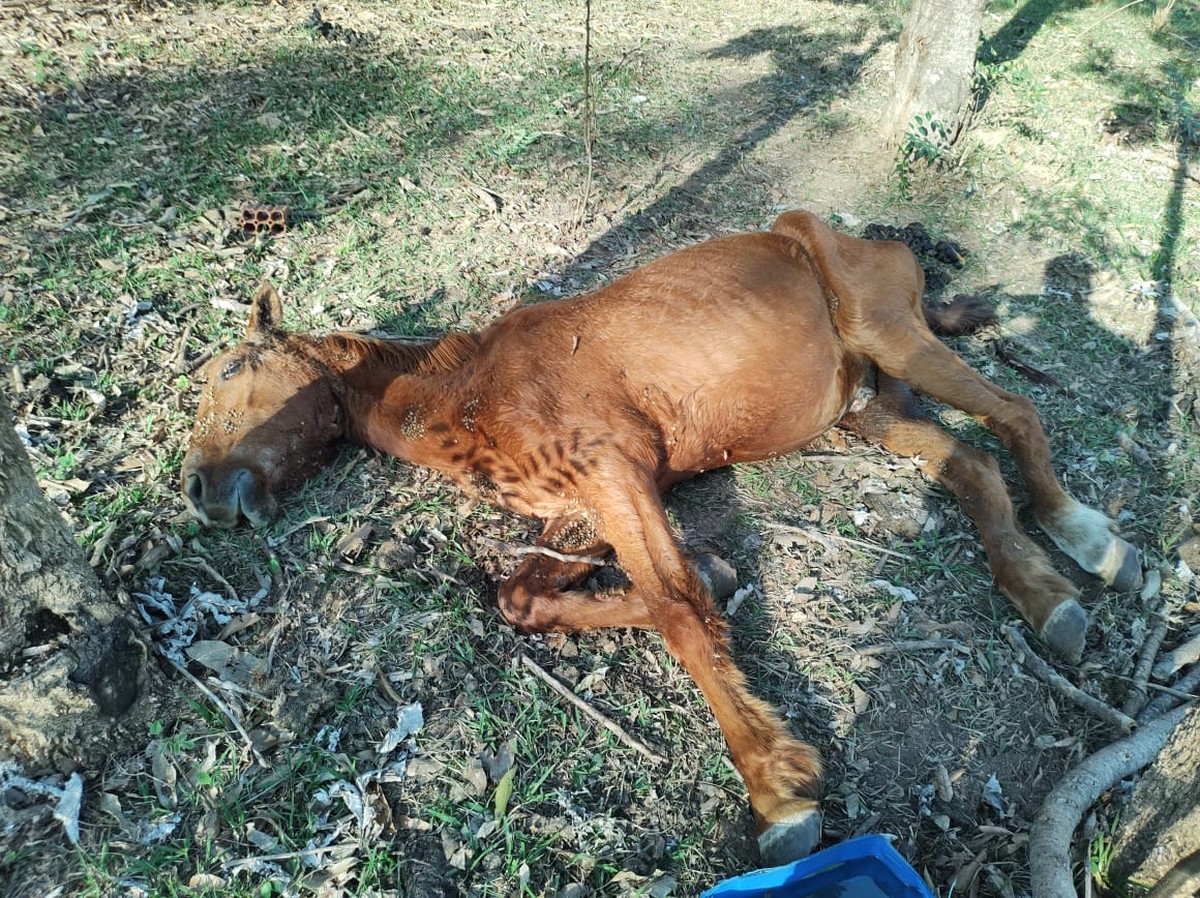 Idoso é multado e responderá criminalmente por maus-tratos a cavalo, em Pirapozinho