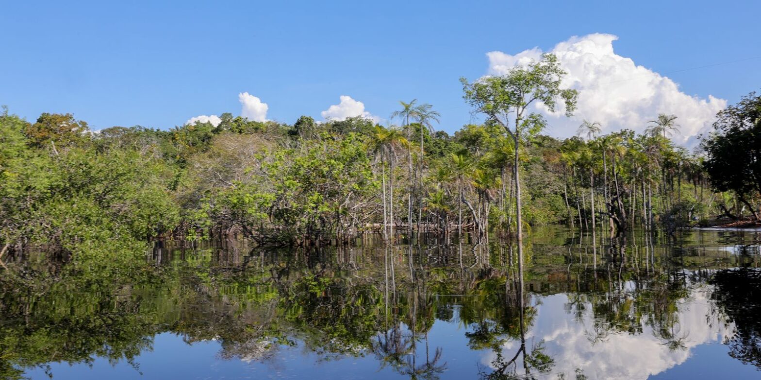 Cientistas desenvolvem tecnologia para desvendar florestas tropicais