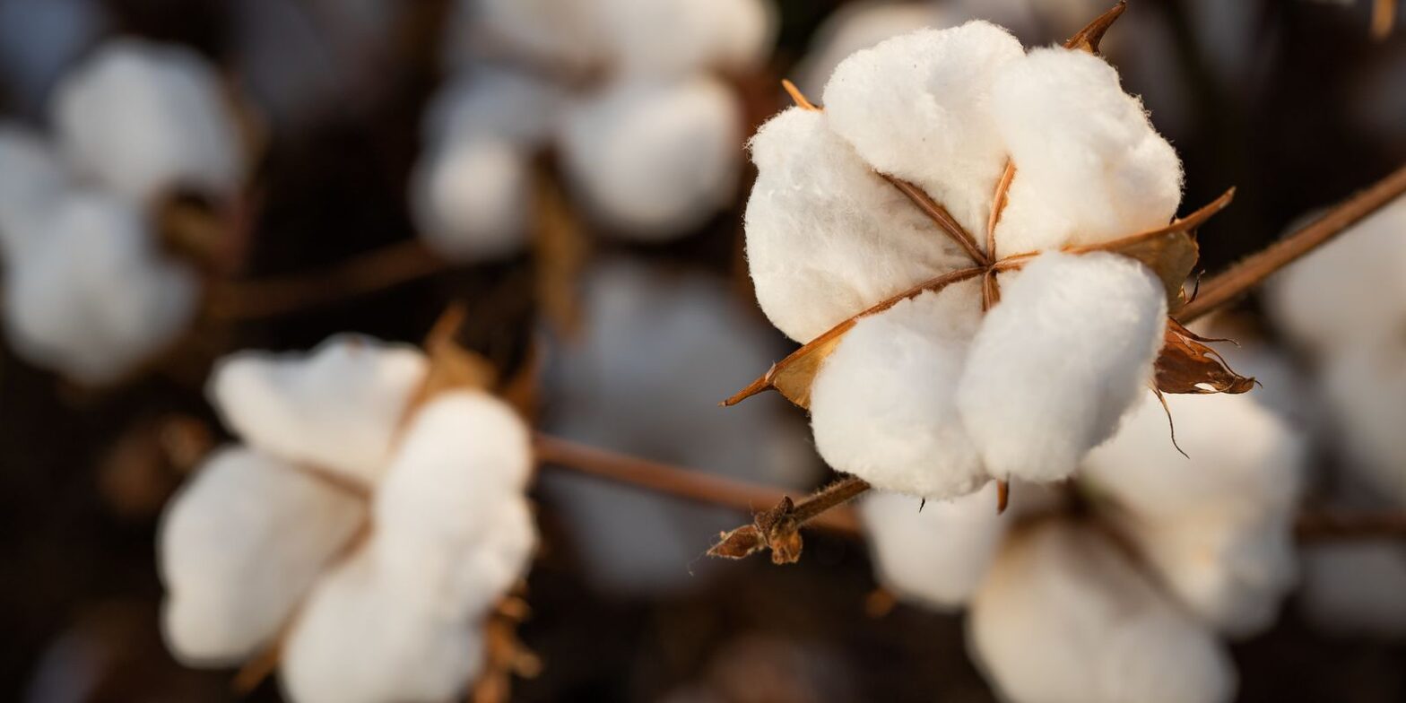 Brasil ultrapassa EUA e já é maior exportador de algodão do mundo
