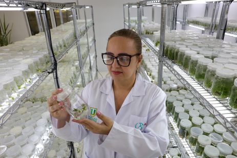 Manaus, 11/07/2024 A pesquisadora do Centro de Bionegócios da Amazônia, CBA, Simone da Silva, mostra o abacaxi Curauá Foto: Fabio Rodrigues-Pozzebom/ Agência Brasil