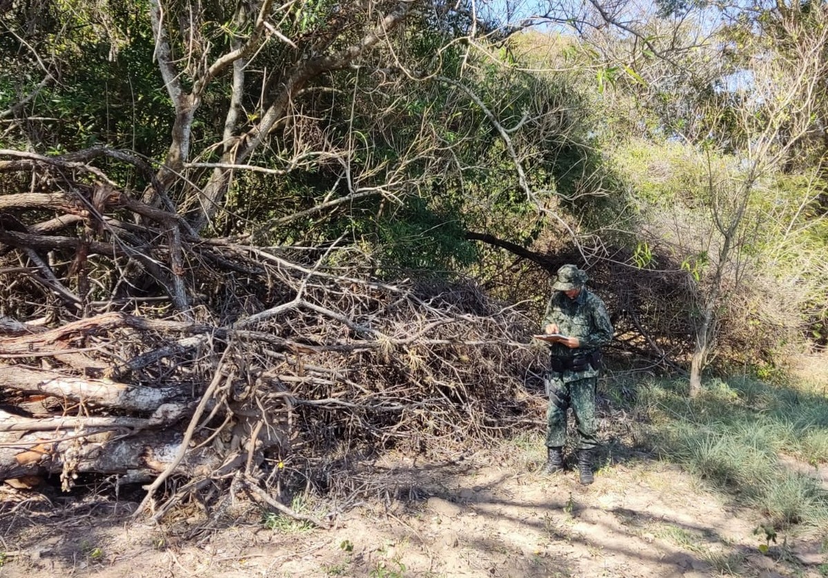 Homem é multado em R$ 11,2 mil e responderá criminalmente por destruir vegetação nativa em Flórida Paulista | Presidente Prudente e Região