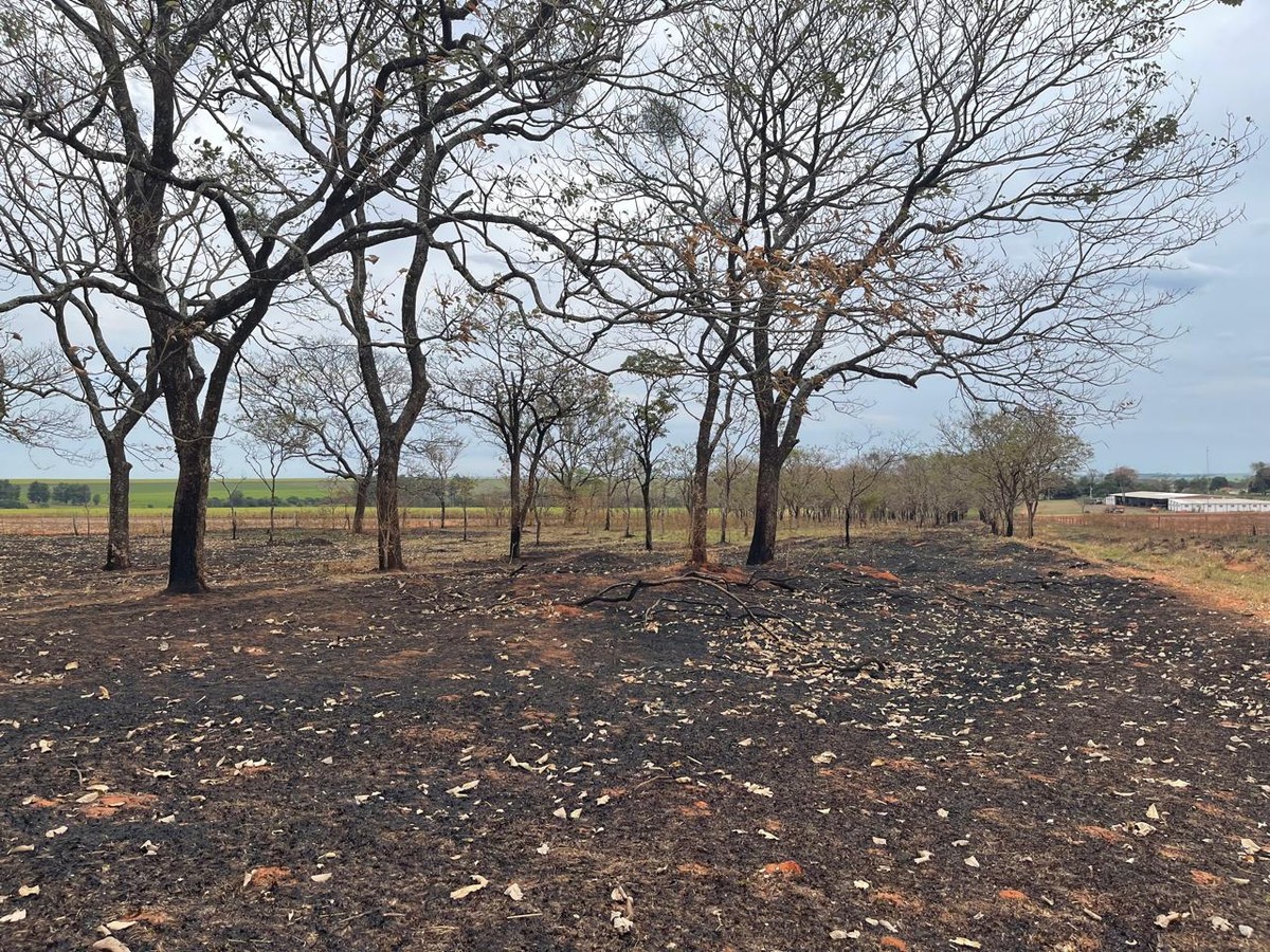 Usina sucroalcooleira é multada em R$ 223 mil por incêndio em vegetação e árvores nativas, em Martinópolis | Presidente Prudente e Região