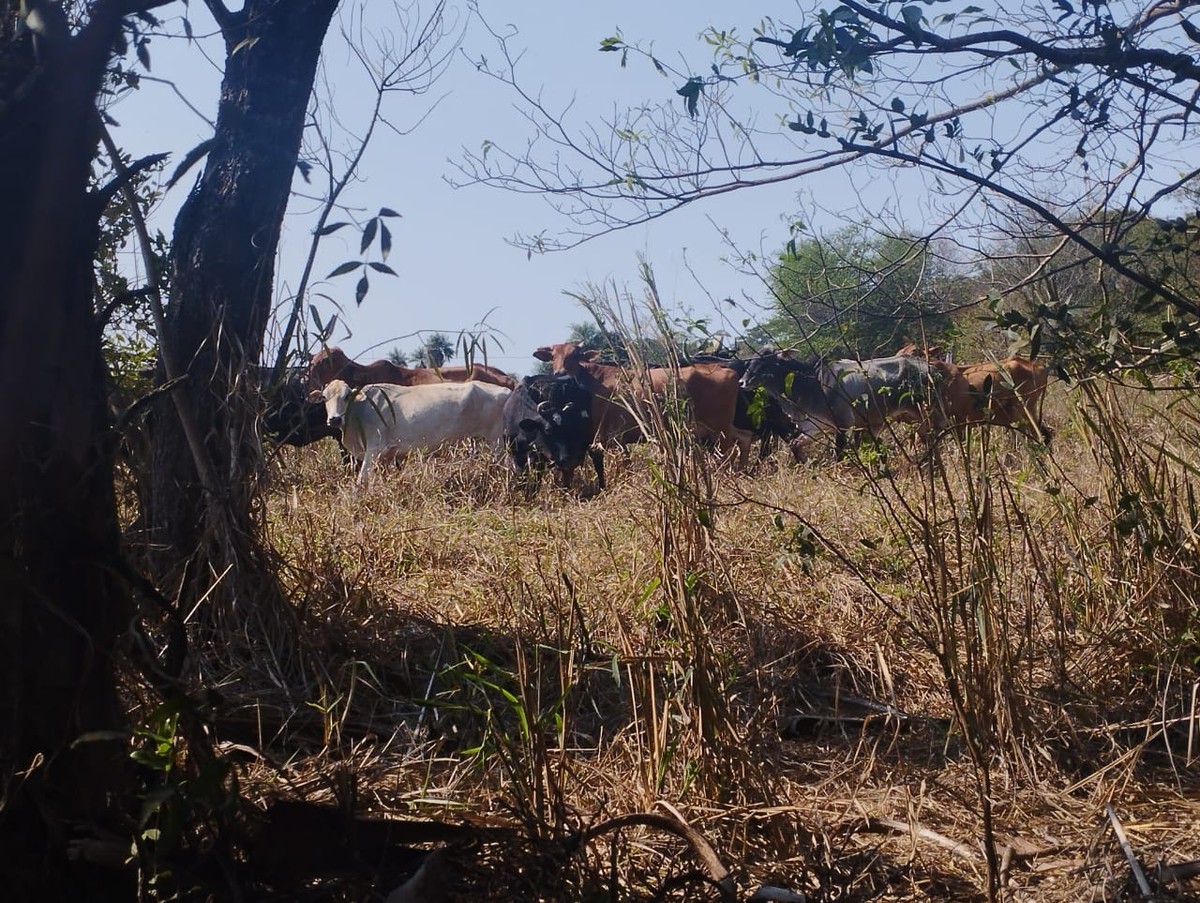 Idoso é multado em R$ 5,5 mil por pastoreio de gado em Área de Preservação Permanente