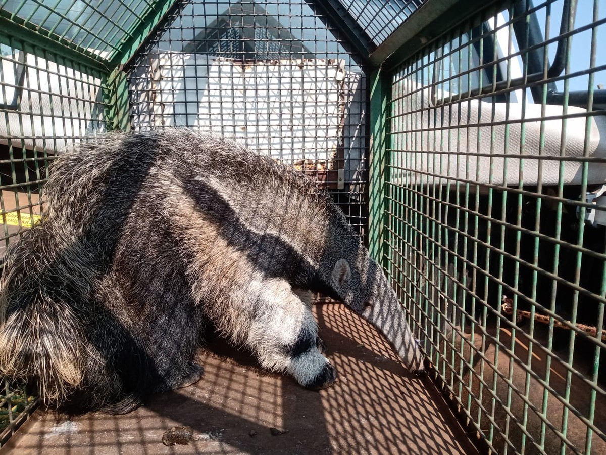 Após ser resgatado em chácara, tamanduá-bandeira é solto no Parque Estadual do Rio do Peixe em Dracena