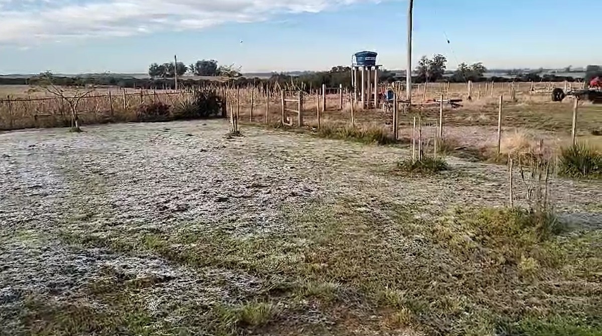 Com registro de geadas, climatologista afirma que foi a 'maior' frente fria de 2024 no Oeste Paulista