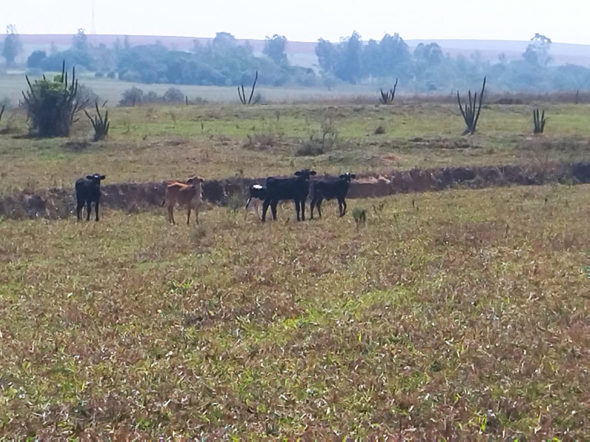 Idoso é autuado em R$ 8 mil por utilizar área de reserva para pastoreio de gado em Mirante do Paranapanema