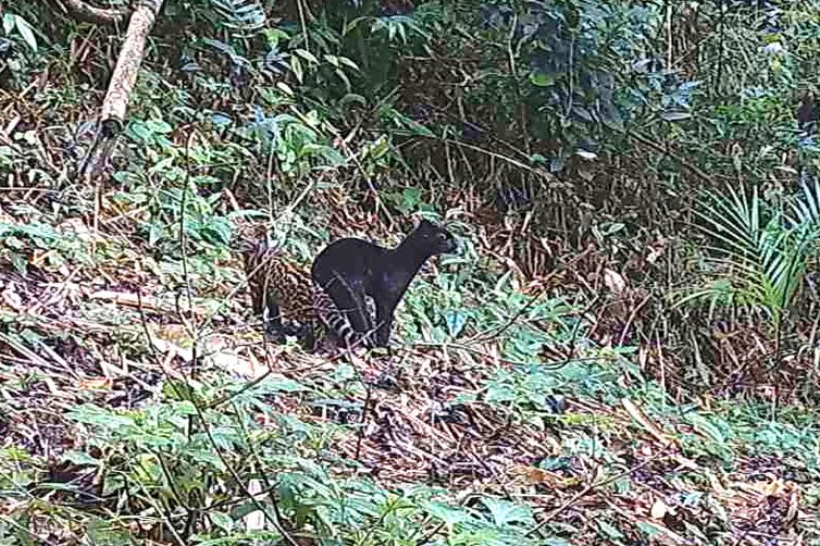 Sāo Paulo (SP) - Um felino selvagem, negro e raro é registrado em reserva protegida na Mata Atlântica por meio de câmeras, realizado em espaço conservado no Paraná, que captou em vídeo a imagem da mãe, com coloração inteiramente negra, e seu filhote com a coloração comum da espécie - o gato-do-mato-pequeno (Leopardus guttulus) - considerada em risco de extinção.

Frame/Programa Grandes Mamíferos da Serra do Mar/Fundação Grupo Boticário 