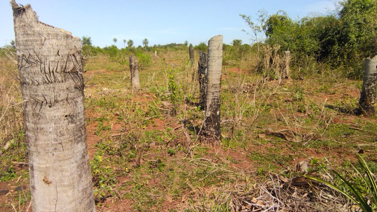 Sitiante é multada em R$ 37,8 mil por cortar 126 árvores nativas em Teodoro Sampaio | Presidente Prudente e Região