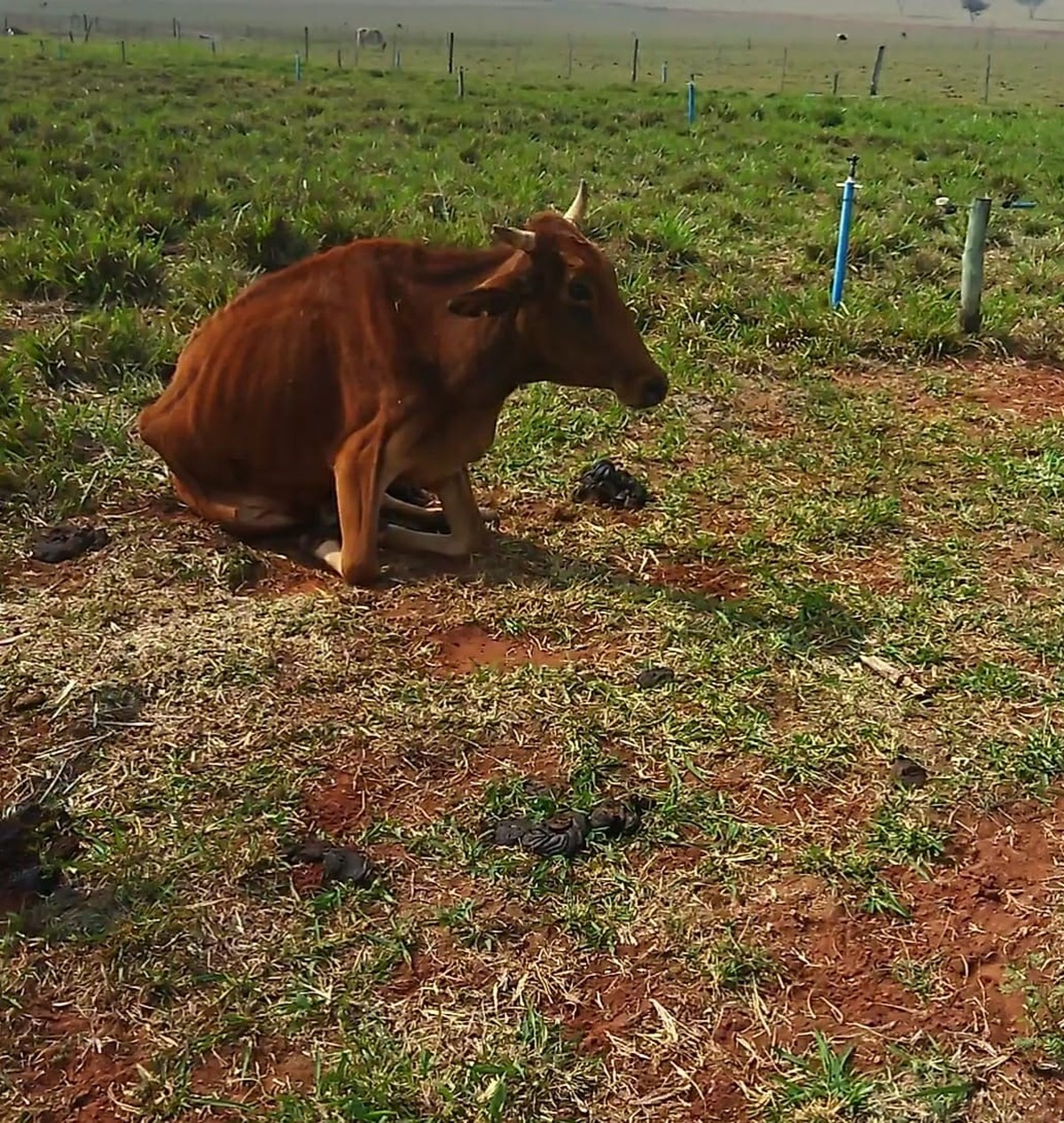 Vaca é encontrada sem conseguir se levantar e sitiante leva multa de R$ 3 mil por maus-tratos, em Teodoro Sampaio