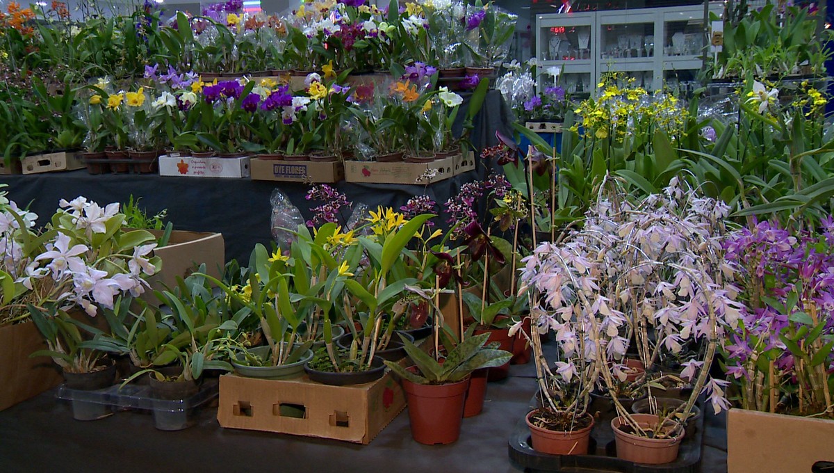 Com diferentes cores e espécies, Presidente Prudente recebe a 45ª Exposição Nacional de Orquídeas