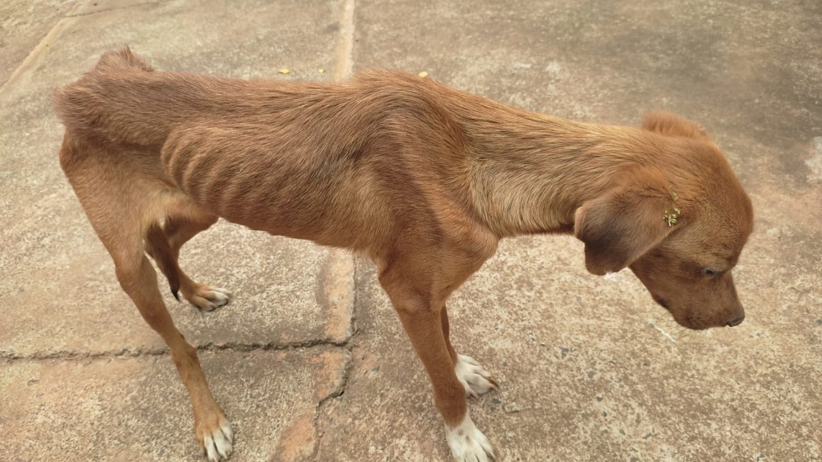 Cachorro com magreza excessiva e sinais de leishmaniose é resgatado pela polícia em residência, em Presidente Prudente