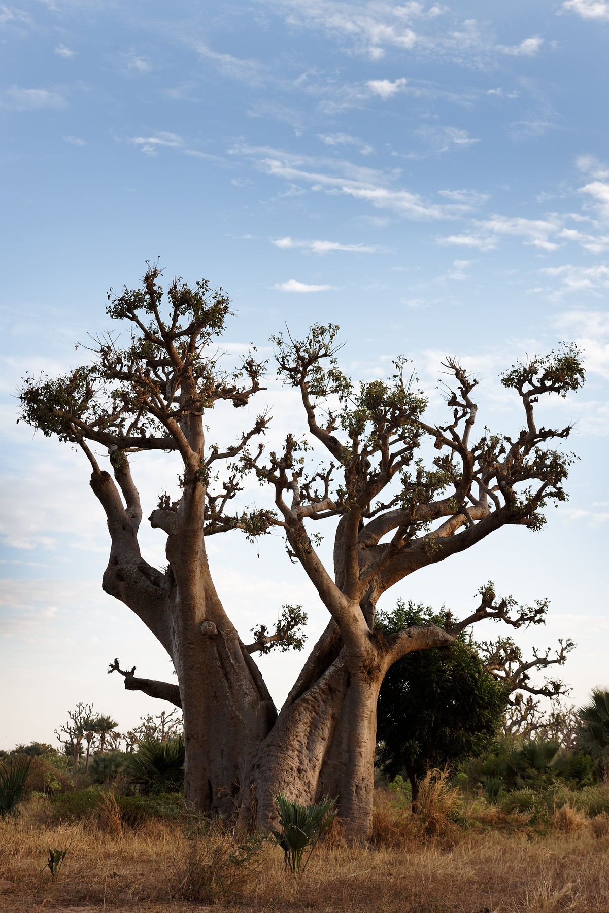 De origem africana, muda de baobá com 4 metros de altura será plantada em parque ecológico, em Presidente Prudente