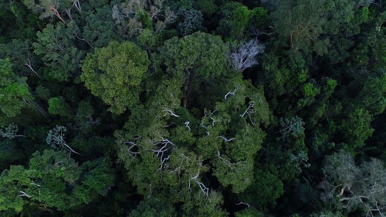 Floresta amazônica vista de cima.