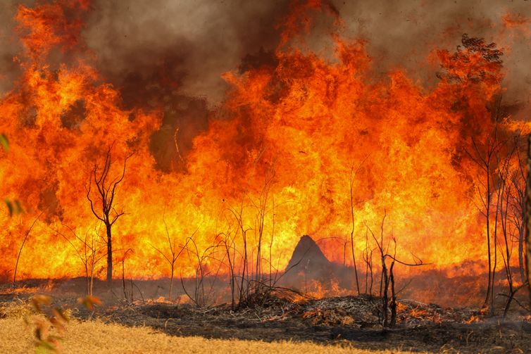 Brasília, DF 15-09-2024 Um Incendio atingiu o Parque Nacional de Brasília. Bombeiros e populares tentavam conter as chamas Foto: Fabio Rodrigues-Pozzebom