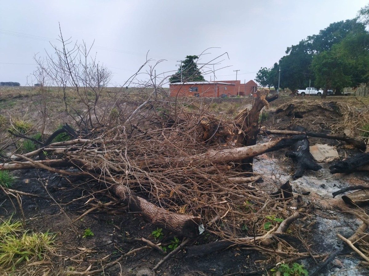 Sitiante recebe multa de R$ 10 mil por cortar mais de 30 árvores nativas sem autorização, em Mirante do Paranapanema