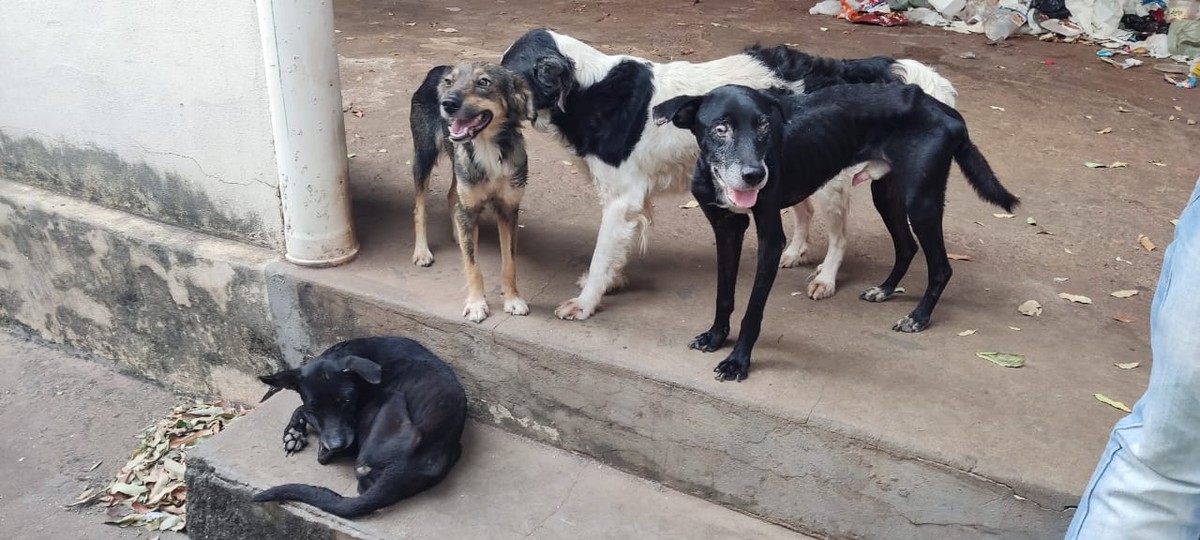 Cachorros com sinais de maus-tratos são encontrados revirando lixo em busca de comida e dono recebe multa de R$ 12 mil