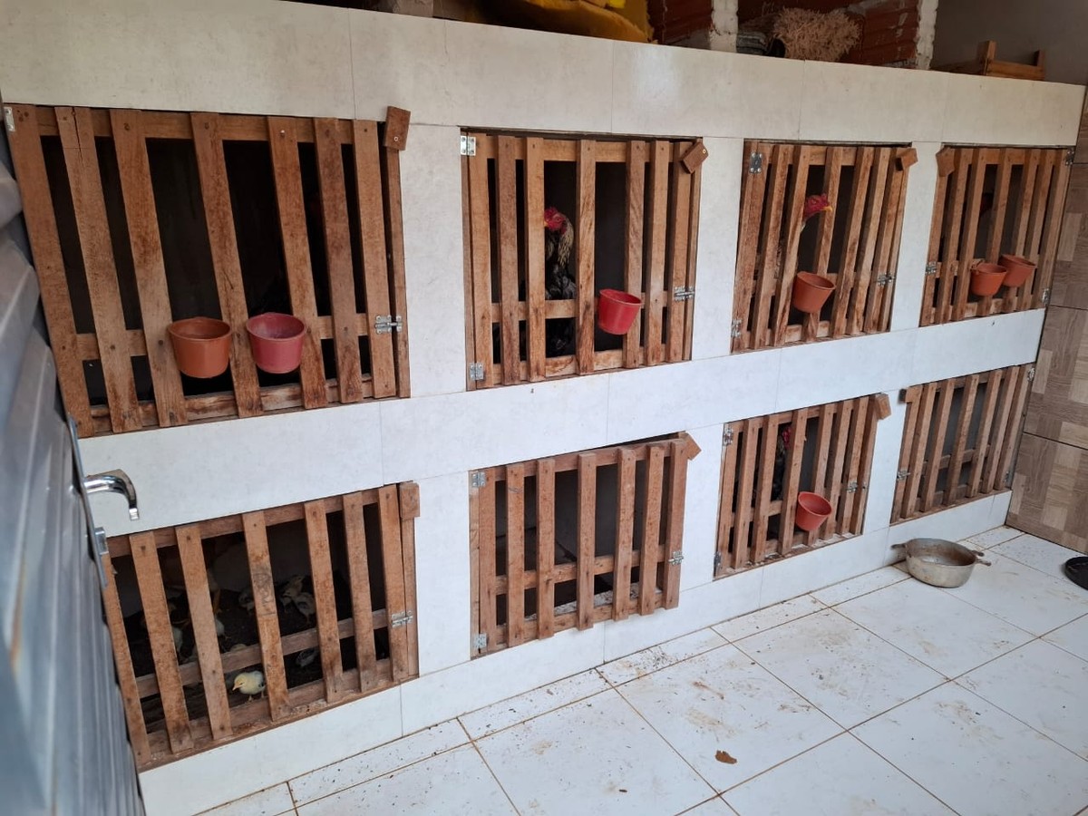Polícia Ambiental desmonta rinha para briga de galos; responsável leva multa de R$ 15 mil e ainda responderá por crime de maus-tratos a animais domésticos