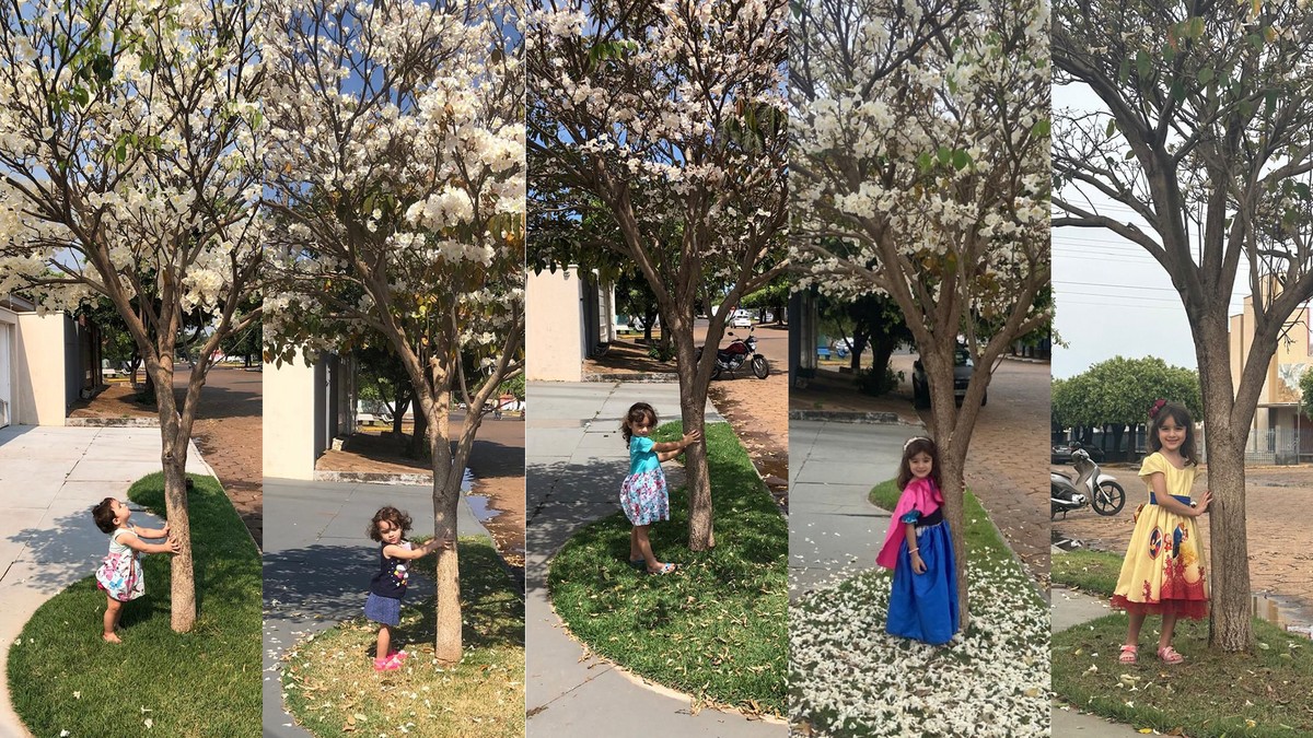 Avó faz linha do tempo com registro anual da neta em fotos ao lado de ipê-branco florido e exalta chegada da primavera | Presidente Prudente e Região