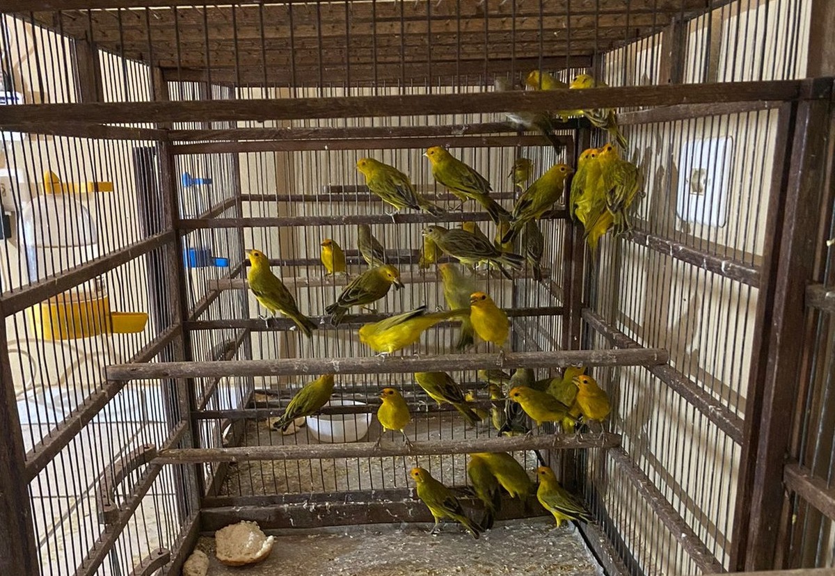 Polícia Civil apreende mais de 60 aves silvestres mantidas em cativeiro, em Tupi Paulista | Presidente Prudente e Região