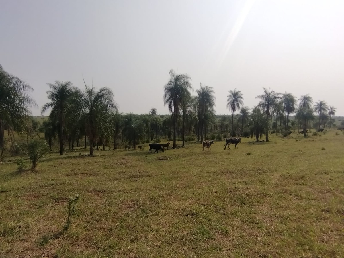 Assentado é multado em mais de R$ 16 mil por utilizar área de reserva para pastoreio de gado, em Teodoro Sampaio