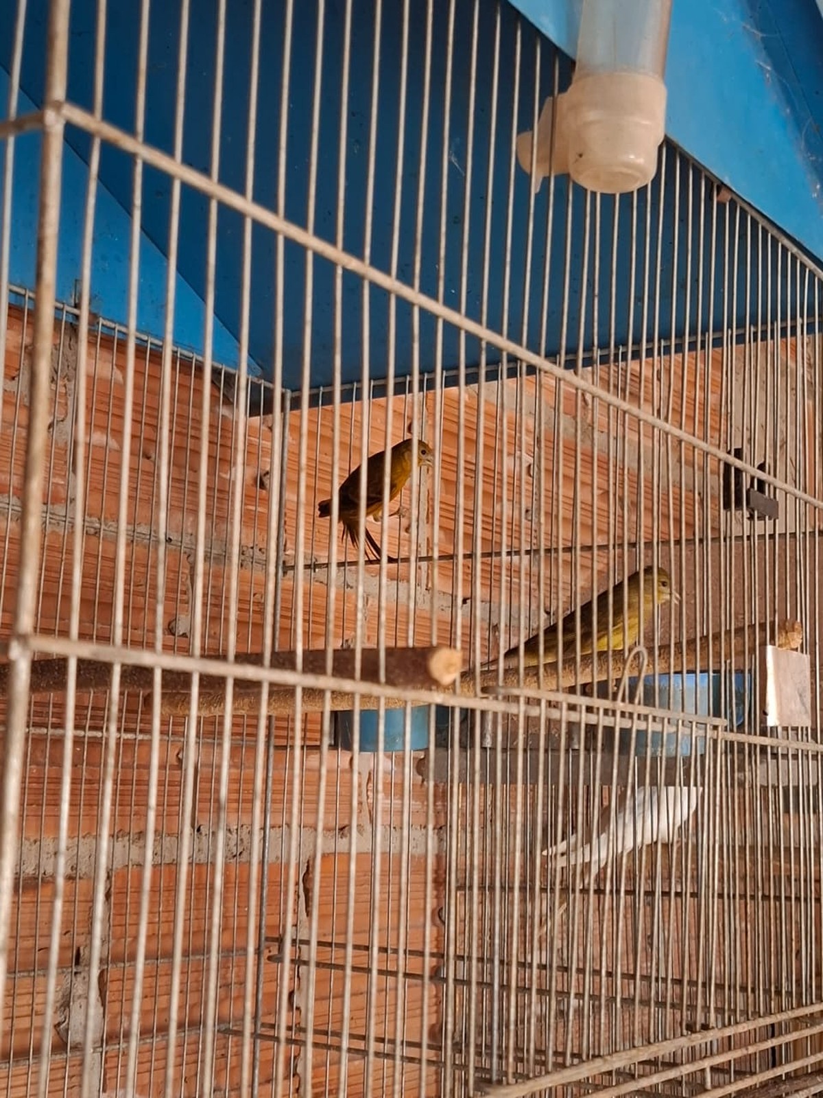 Homem é multado em R$ 5 mil por manter aves híbridas em cativeiro e reintroduzir espécie nativa sem autorização, em Anhumas