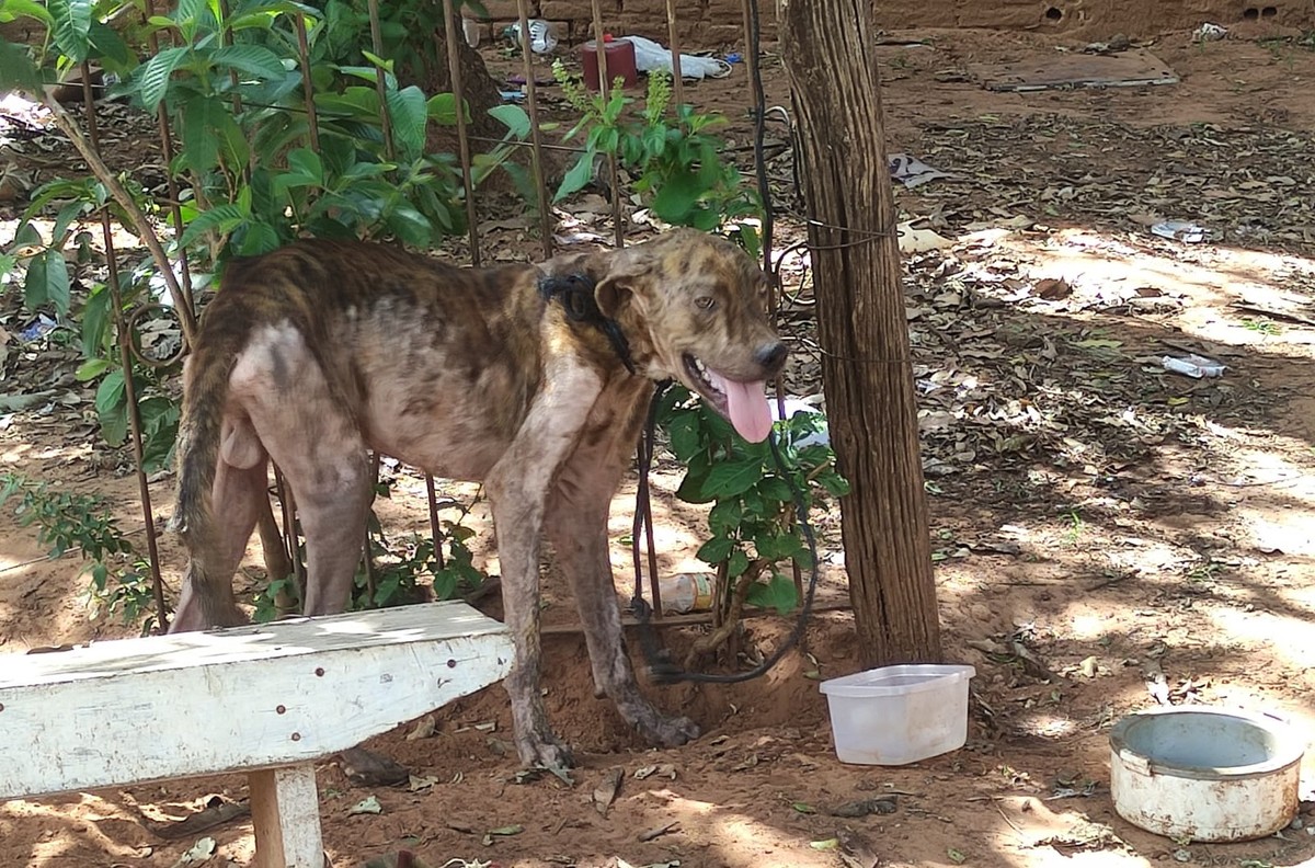 Mulher é multada em R$ 3 mil por maus-tratos a cachorro em Tarabai