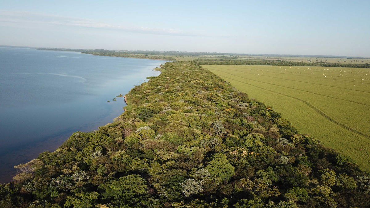 Instituto de Pesquisas Ecológicas atinge marca de 8 milhões de mudas de árvores plantadas na região do Pontal do Paranapanema