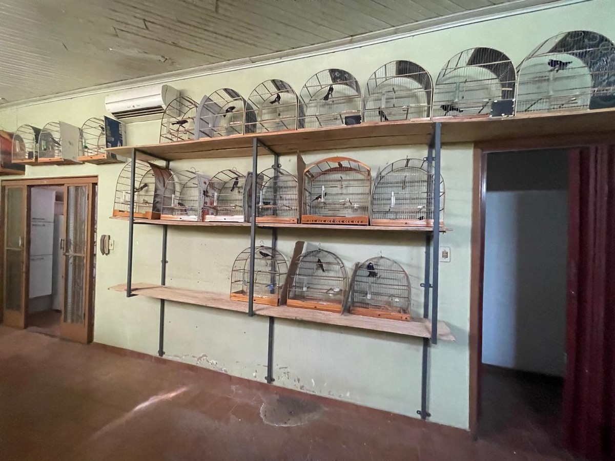 Fiscalização encontra 10 aves silvestres em casa e morador recebe multa de R$ 9,5 mil, em Adamantina | Presidente Prudente e Região