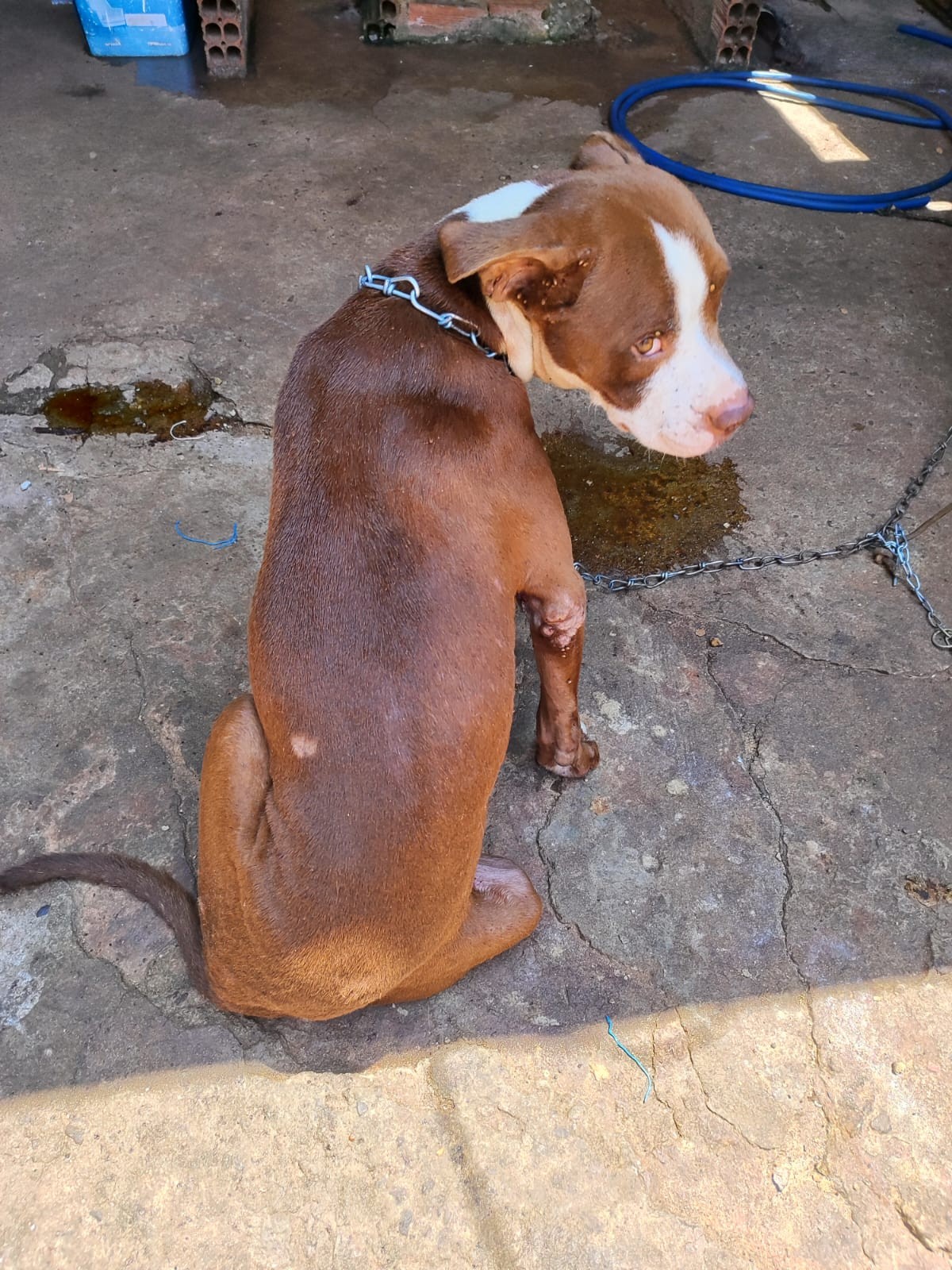 Polícia Ambiental encontra cães com feridas e carrapatos pelo corpo e prende tutor em flagrante por crime de maus-tratos | Presidente Prudente e Região