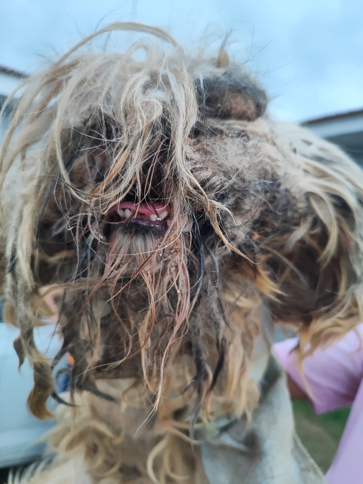 Polícia Ambiental resgata cães das raças Yorkshire e Shih Tzu vítimas de maus-tratos em Presidente Prudente | Presidente Prudente e Região