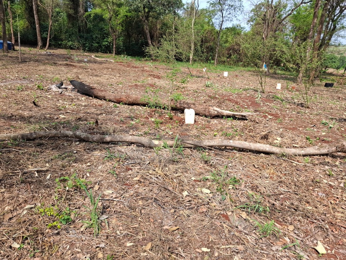 Sitiante é multado e ainda responderá por crime ambiental após desmatar vegetação nativa para formação de pomar | Presidente Prudente e Região