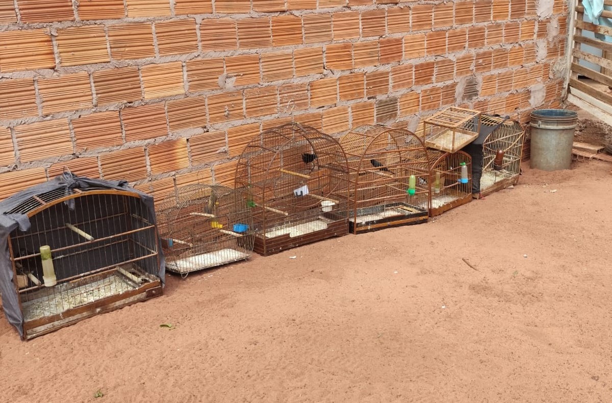 Sitiante recebe multa de R$ 3 mil após policiais avistarem pássaros silvestres presos em gaiolas, em Teodoro Sampaio