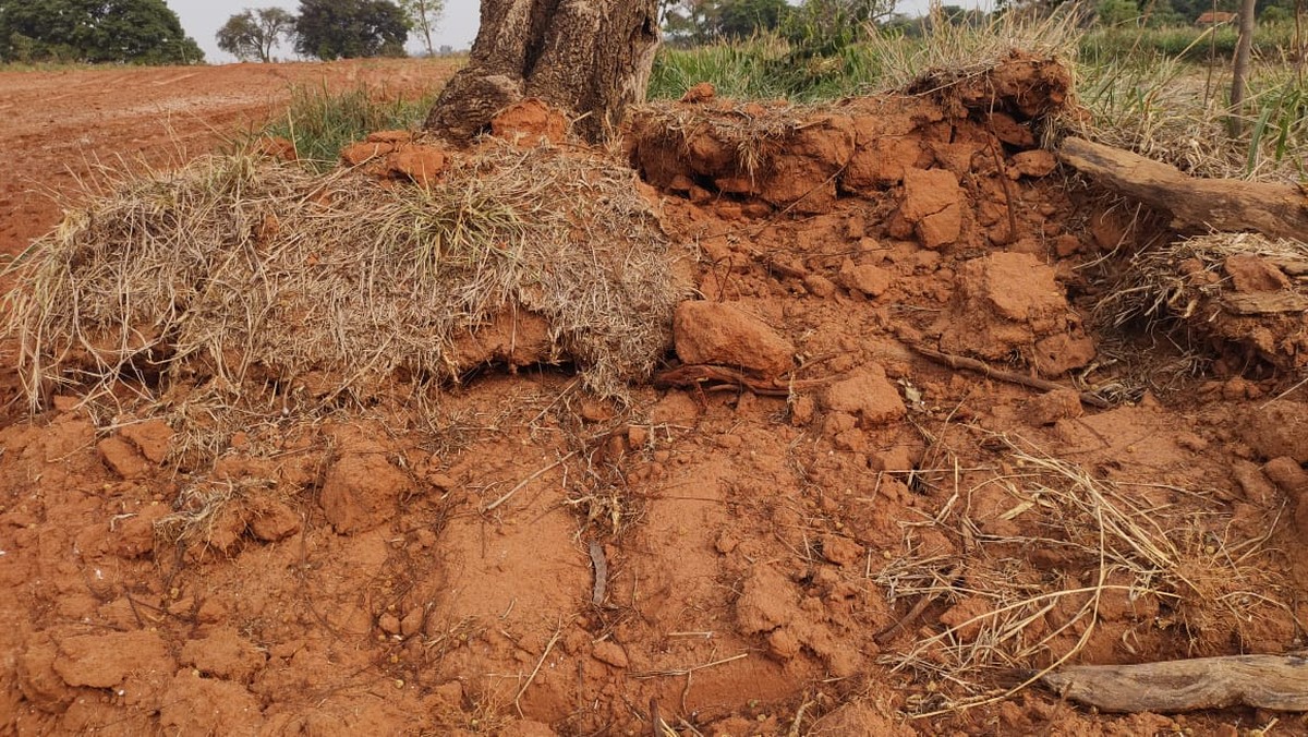 Proprietário rural é autuado em mais de R$ 10 mil por derrubada de 35 árvores e de vegetação nativa em Martinópolis