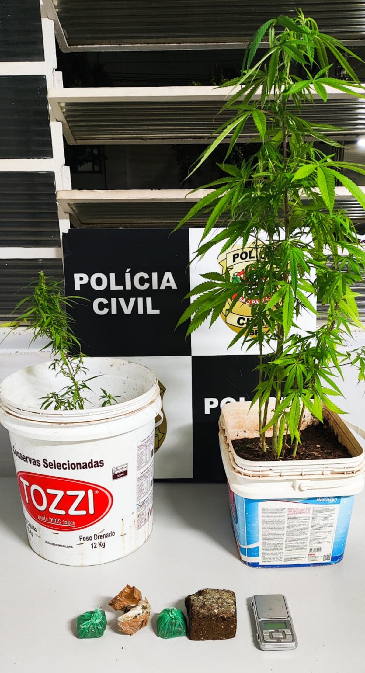 Polícia é acionada para atender desentendimento entre casal e prende homem com pés de maconha, em Presidente Prudente