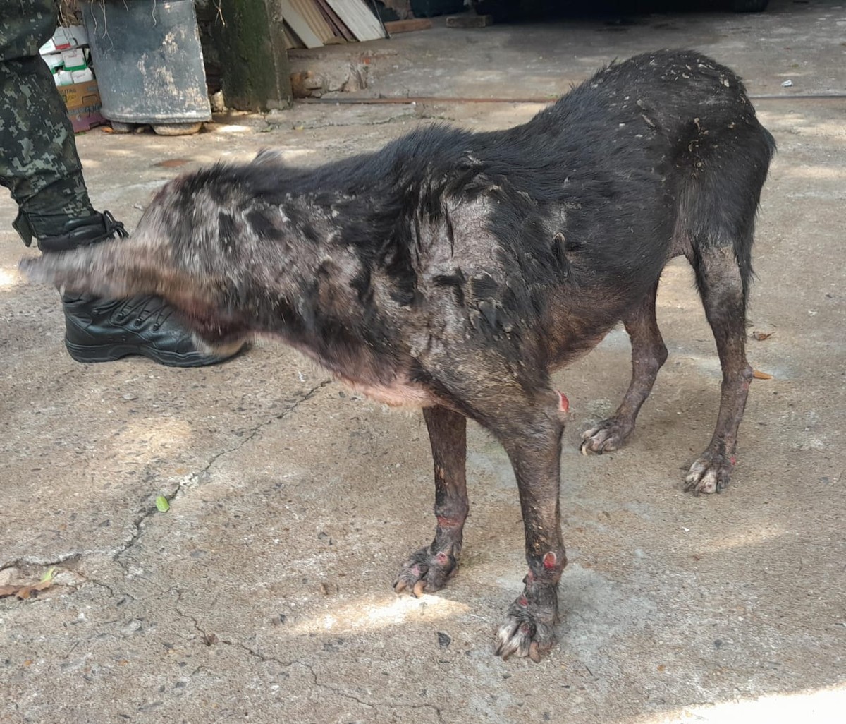 Mulher é multada em R$ 3,5 mil por maus-tratos a cachorro e manter papagaio em cativeiro, em Presidente Prudente