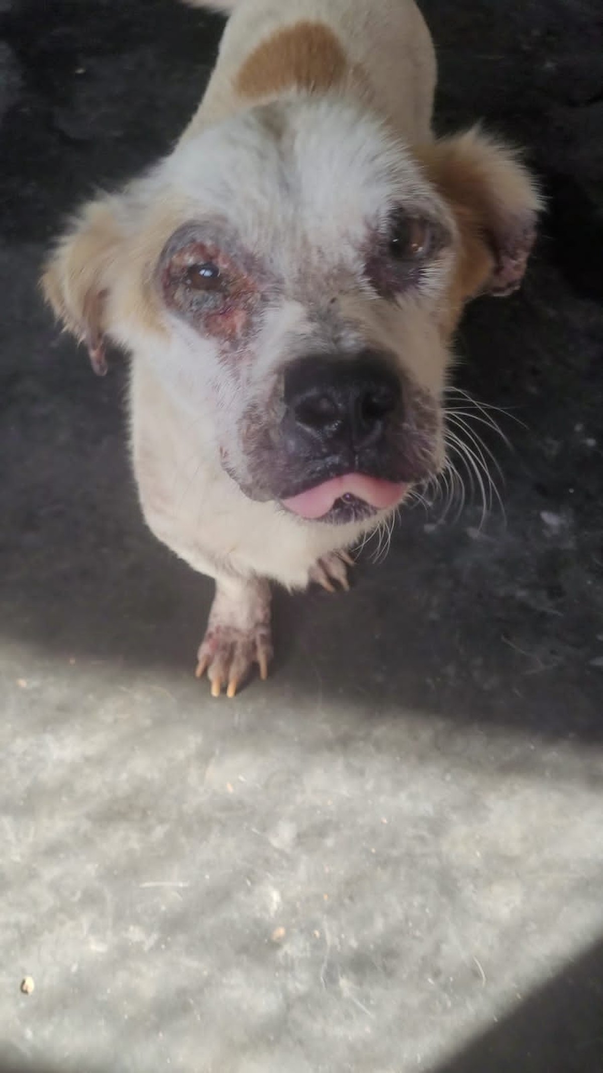 Mulher é presa por maus-tratos após cachorro ser encontrado debilitado e com sinais de leishmaniose, em Pres. Epitácio | Presidente Prudente e Região