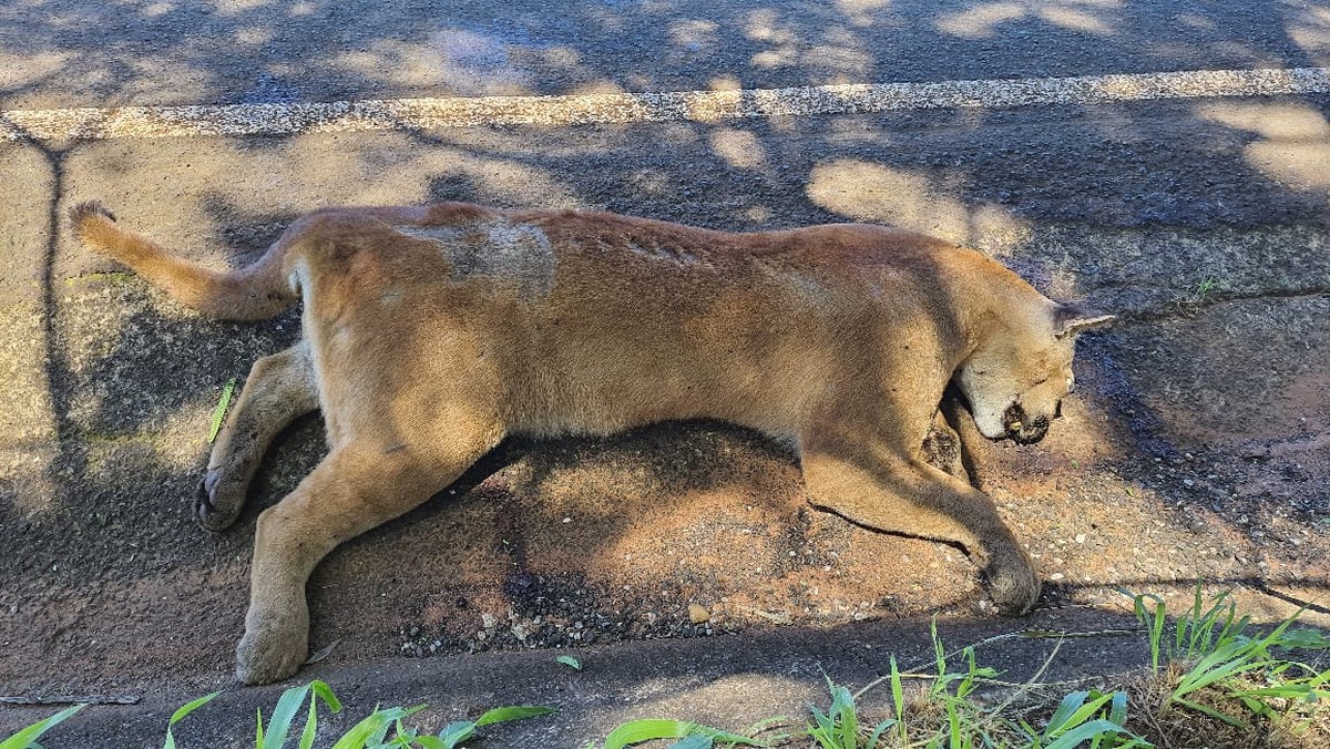 Onça-parda morre atropelada em estrada vicinal, em Pres. Epitácio | Presidente Prudente e Região