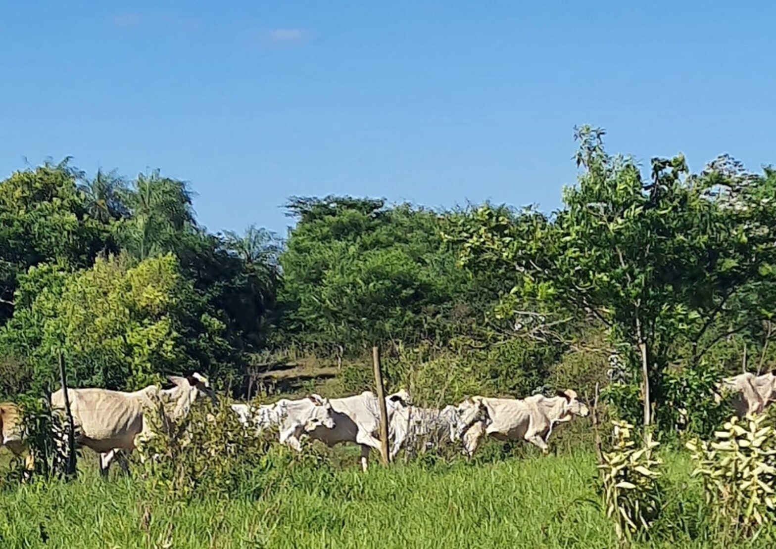 Assentado é multado em quase R$ 19 mil por pastoreio de bovinos em reserva legal, em Rosana