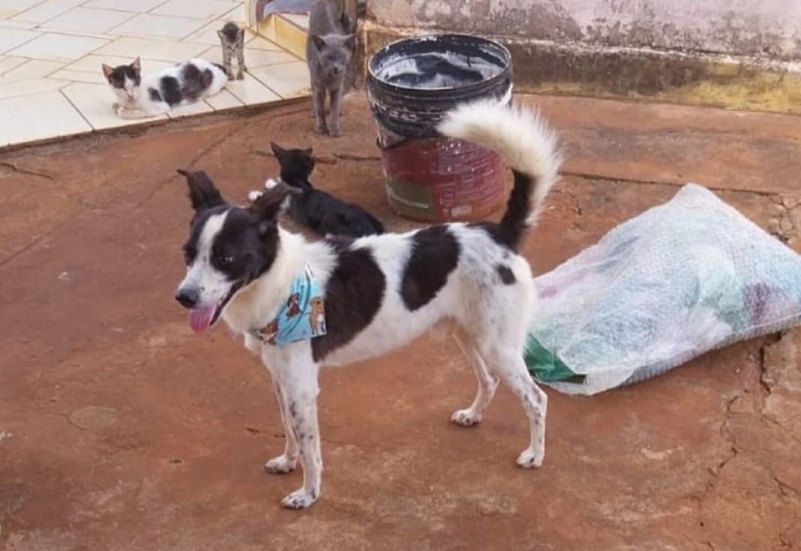 Procura-se um lar: Cão resgatado de maus-tratos recebe alta de clínica veterinária e está disponível para adoção em Paulicéia | Presidente Prudente e Região