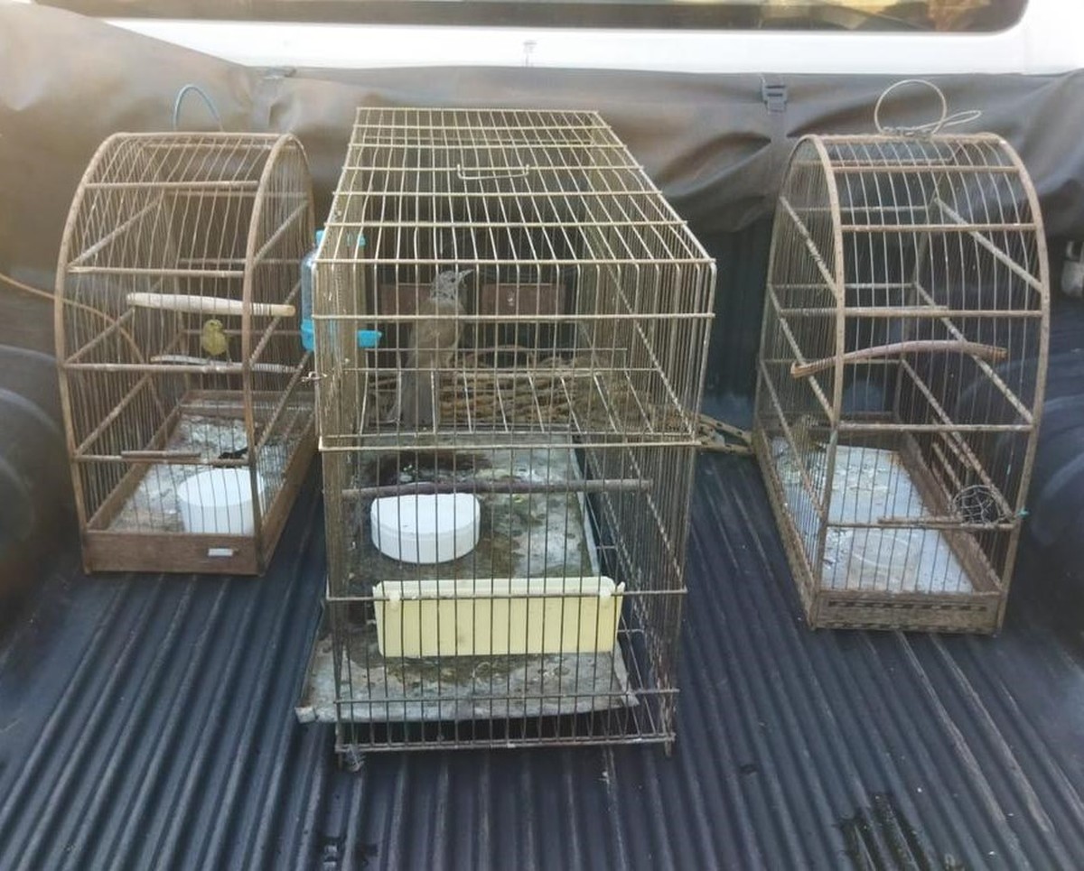 Fiscalização identifica gaiolas em varanda e homem é multado por manter aves silvestres em cativeiro, em Teodoro Sampaio