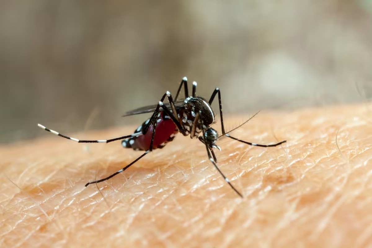 Após 18 anos, Presidente Prudente registra reintrodução do sorotipo 3 da dengue