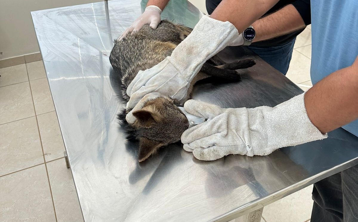Ameaçada de extinção, raposa-do-campo é resgatada em estação de tratamento de esgoto, em Presidente Prudente | Presidente Prudente e Região