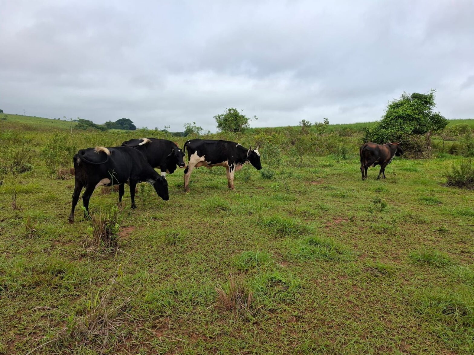 Arrendatário de fazenda leva multa de quase R$ 16 mil após fiscalização flagrar degradação de APP por gado em Caiabu | Presidente Prudente e Região