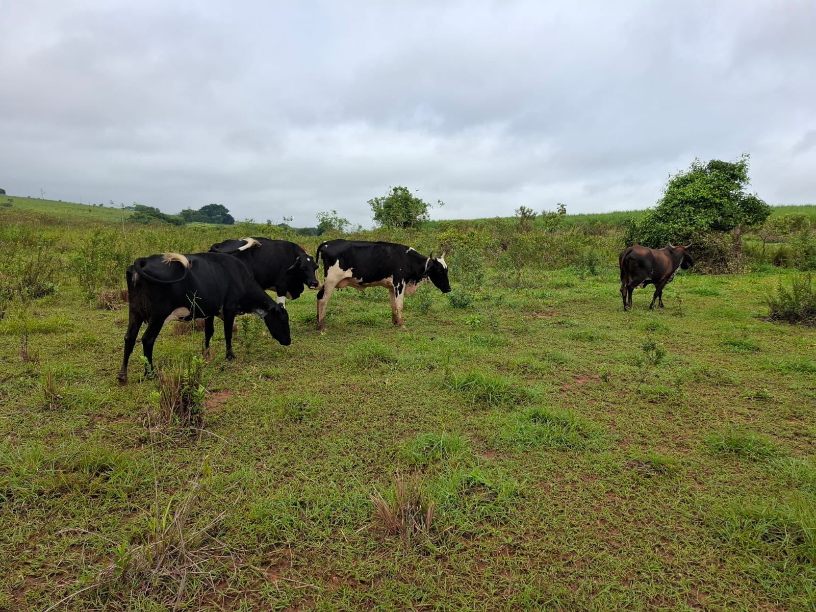 Arrendatário de fazenda leva multa de quase R$ 16 mil após fiscalização flagrar degradação de APP por gado em Caiabu | Presidente Prudente e Região