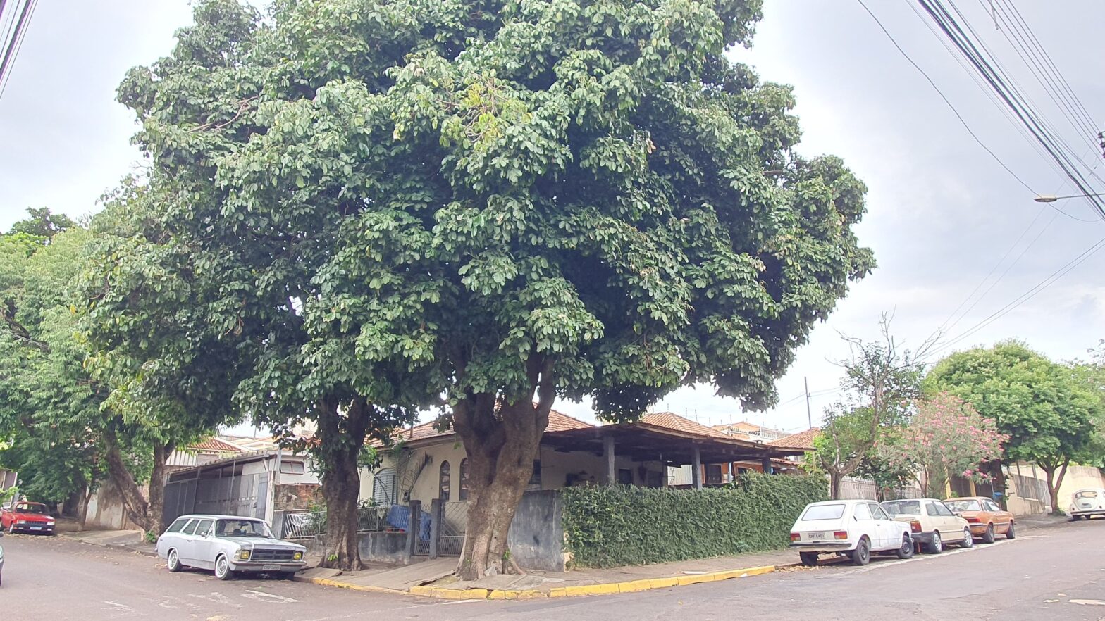 Decreto estabelece regras para compensação ambiental ao corte de árvores na área urbana de Presidente Prudente | Presidente Prudente e Região