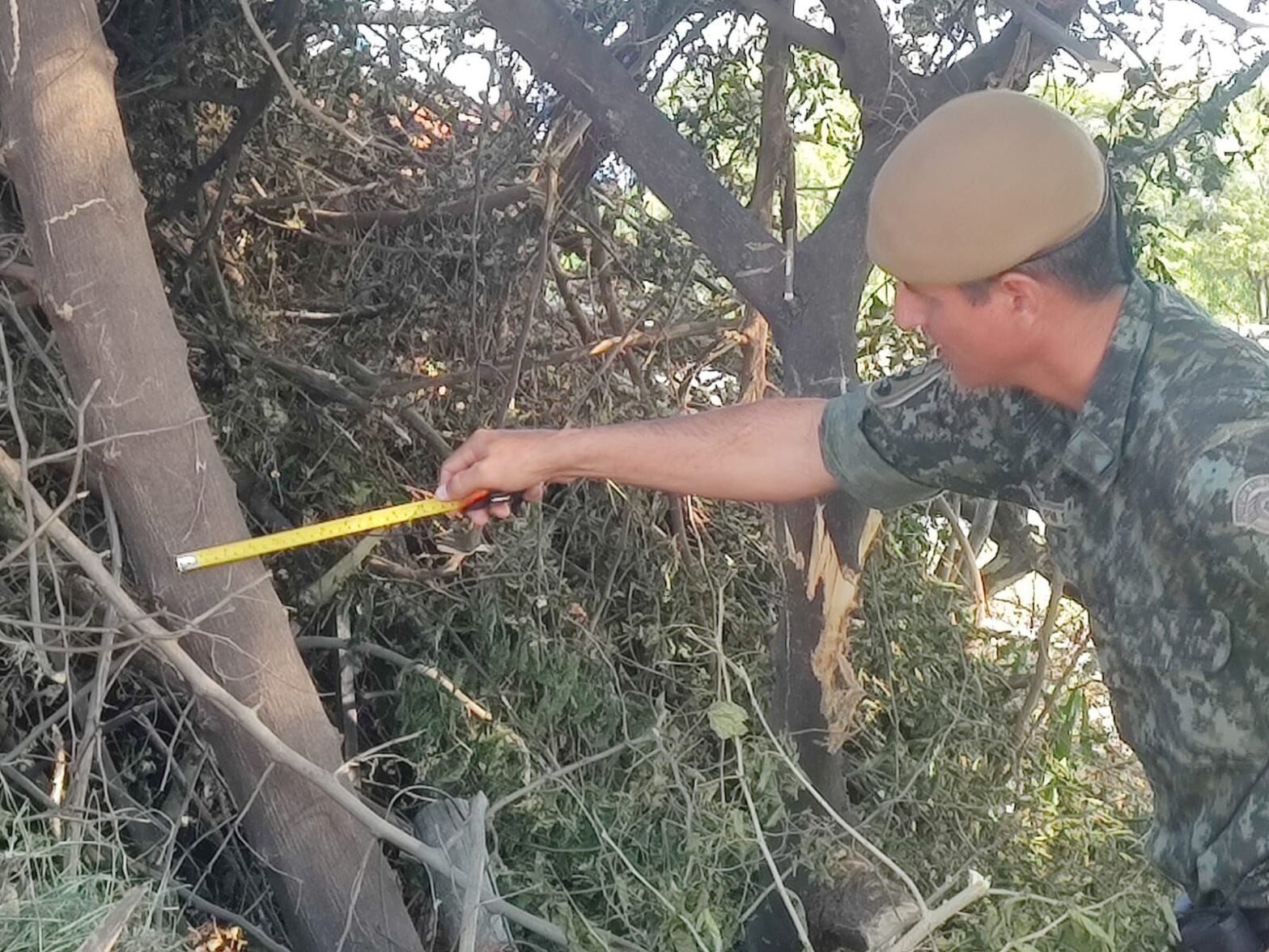 Homem é multado em R$ 2,7 mil por envenenamento e supressão de árvores nativas em Panorama
