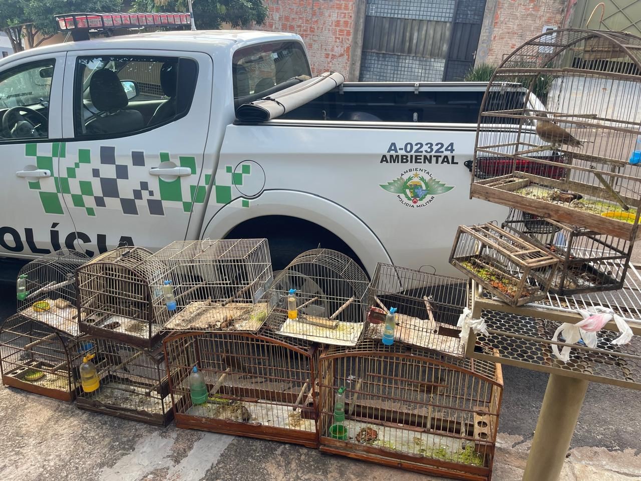 Idoso é multado em R$ 6 mil por capturar e manter 11 aves em cativeiro no Residencial Cremonese, em Pres. Prudente