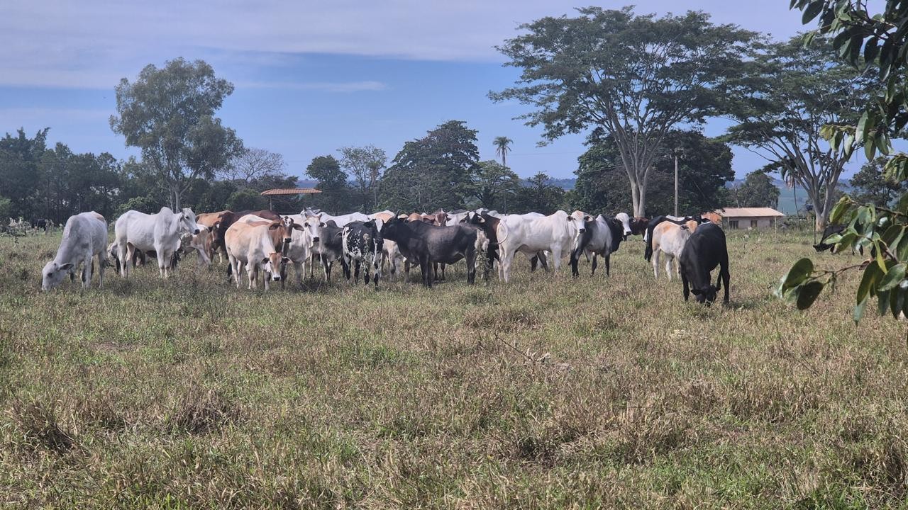 Investigação encontra gado furtado e prende em flagrante sitiante suspeito de receptação em Estrela do Norte | Presidente Prudente e Região